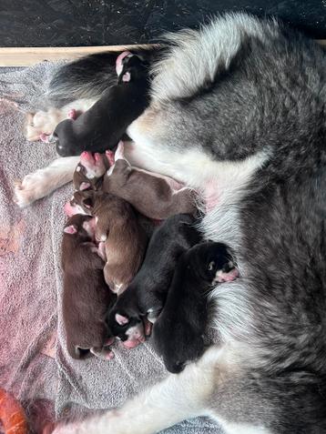 Siberische husky pups, Parvovirose, 8 à 15 semaines, Plusieurs, Éleveur | Loisir