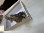 Handtamme witkop valkparkiet, Dieren en Toebehoren, Vogels | Parkieten en Papegaaien