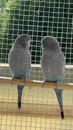 Perruches, Dieren en Toebehoren
