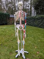 skelet van de mens, Diversen, Ophalen, Zo goed als nieuw
