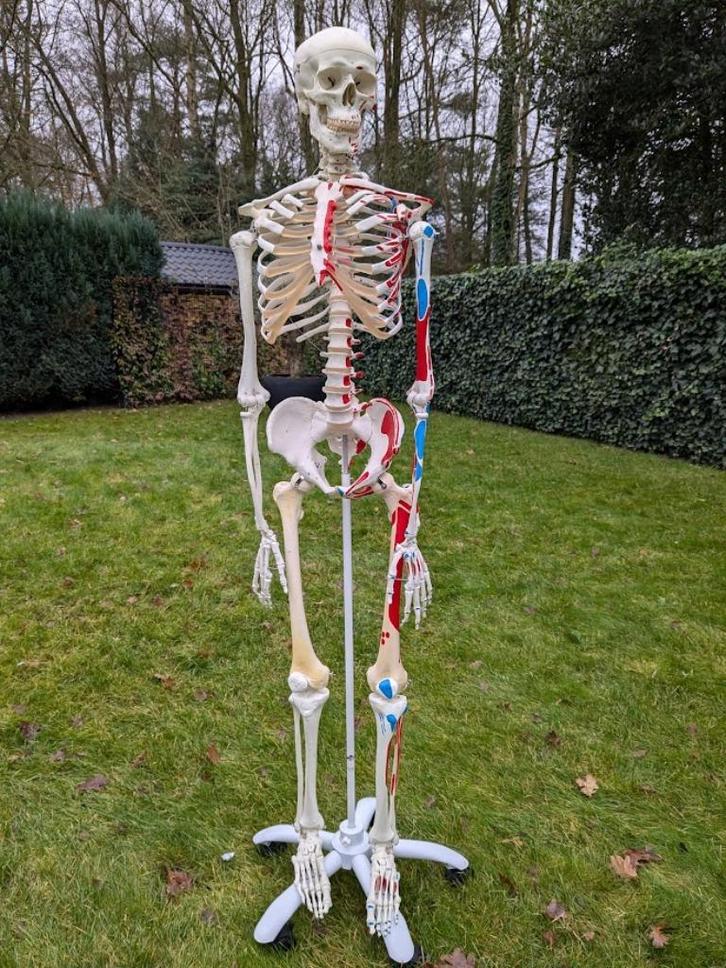 skelet van de mens, Diversen, Schoolbenodigdheden, Zo goed als nieuw, Ophalen