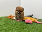 Pomeriaan pups, Dieren en Toebehoren, België, Keeshond, 8 tot 15 weken, Parvo