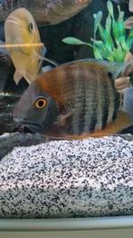 Volwassen heros rotkeil, Dieren en Toebehoren