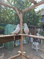 Te koop mooi kopple sierduiven, Dieren en Toebehoren, Vogels | Duiven