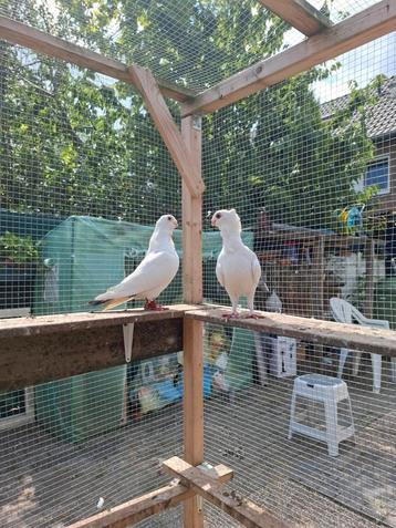 Te koop mooi kopple sierduiven