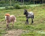 2 appaloosa minipaard hengstjes enkel samen te koop, Dieren en Toebehoren, Pony's, Gechipt, 0 tot 2 jaar, Hengst, A pony (tot 1.17m)