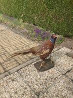 opgezette fazant, Verzamelen, Dierenverzamelingen, Ophalen, Gebruikt, Vogel, Opgezet dier