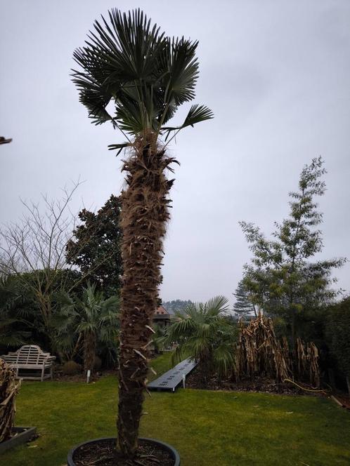 Trachycarpus wagnerianus, Tuin en Terras, Planten | Bomen, Palmboom, 400 cm of meer, Volle zon, Lente, In pot, Ophalen