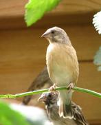 Citroenborst edelzanger, Crithagra citrinipecta, Vrouwelijk, Tropenvogel, Geringd