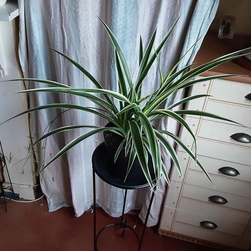 Grote mooie kamerplant terrassplant Gestreepte Chlorophitum, Huis en Inrichting, Kamerplanten, Minder dan 100 cm, In pot, Ophalen of Verzenden