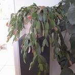 Grote litcactus in beige sierpot, Huis en Inrichting, Ophalen, Vetplant