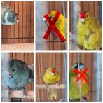 Kakariki 1=pop , 3=pop, 4=man, 5=pop, Dieren en Toebehoren, Geringd