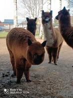 Alpaca merrie's en hengst, Dieren en Toebehoren