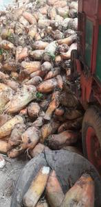 Voederbieten handgerooid, Zakelijke goederen, Landbouw | Veevoer, Ophalen