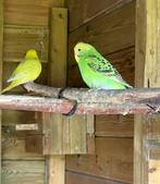 Grasparkieten, grasparkiet., Dieren en Toebehoren, Vogels | Parkieten en Papegaaien