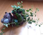 Cachepot (bloempot) ’’hippopotamus”, met plant, Ophalen