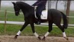 8 jarige BWP dressuurpaard, Dieren en Toebehoren, Gechipt, Ruin, Dressuurpaard, Zadelmak