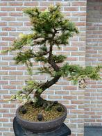 Bonsai larix kampfernii, Tuin en Terras, Ophalen