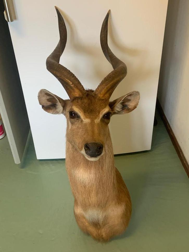 Te koop; opgezette sitatoenga zeldzaam taxidermie, Verzamelen, Dierenverzamelingen, Zo goed als nieuw, Opgezet dier, Overige soorten