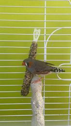 Zebravink, Mannelijk, Tropenvogel, Tam