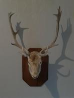 Kop en gewei van damhertbok, lichtbruin en witte kin, Verzamelen, Dierenverzamelingen, Ophalen, Zo goed als nieuw, Hert
