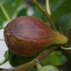 VIJGEN PLANTEN "BROWN TURKEY", 70/+ cm, in pot, 15€/STUK, Tuin en Terras, Planten | Tuinplanten, Volle zon, Vaste plant, Ophalen of Verzenden