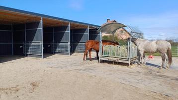 Comfortabele nieuwe stallen vol pension met weide 24/24  beschikbaar voor biedingen