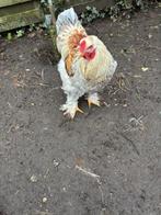 KIPPEN, Animaux & Accessoires, Volatiles, Mâle, Poule ou poulet