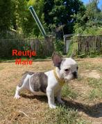 French Bulldog (ouders aanwezig), Dieren en Toebehoren, Honden | Bulldogs, Pinschers en Molossers, België, Particulier, Reu, CDV (hondenziekte)
