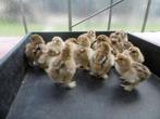 eerste dag Kuikens van raszuivere brahma goudpatrijs grootho, Dieren en Toebehoren, Pluimvee, Geslacht onbekend, Kip