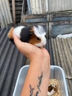 Jonge cavia’s, Dieren en Toebehoren, Knaagdieren, Cavia, Augustus, Vrouwelijk, Tam