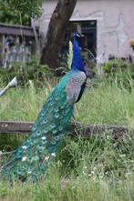 Trio pauwen, Dieren en Toebehoren