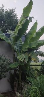 Bananenboom - bananenplant Musa Basjoo Japan, Tuin en Terras, Ophalen, Zomer, Volle zon