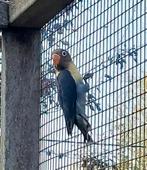 Jonge agapornis personata, ideaal om tam te maken, Dieren en Toebehoren, Vogels | Parkieten en Papegaaien, Geslacht onbekend, Dwergpapegaai of Agapornis