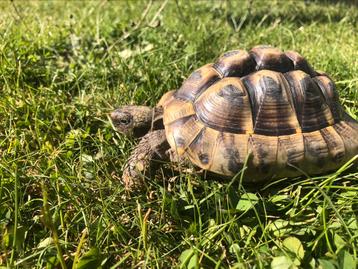 Griekse landschildpad (m), Dieren en Toebehoren, Schildpad, 3 tot 6 jaar