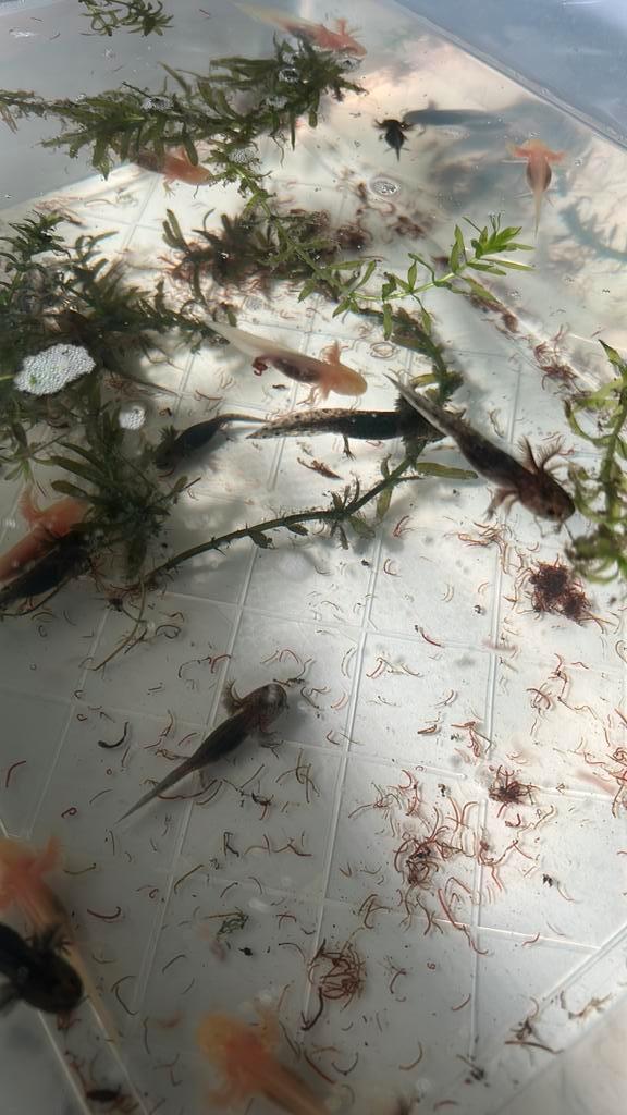 Axolotls, Animaux & Accessoires, Reptiles & Amphibiens