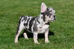 Franse Bulldog pups te koop, 15 weken tot 1 jaar, Buitenland, CDV (hondenziekte), Bulldog