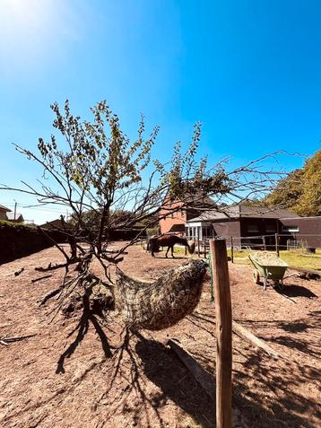 Plekje voor Shetlander/kleine pony op mini paddock paradise beschikbaar voor biedingen