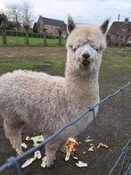 Alpaca hengst. 1 jaar oud, Livres, Animaux & Animaux domestiques, Enlèvement ou Envoi