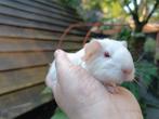 Jonge ras cavia's., Dieren en Toebehoren, Knaagdieren, Mannelijk, Cavia, Tam