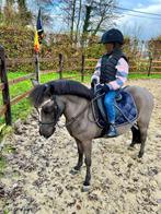 Super brave en mooie zwarte A-pony merrie, Dieren en Toebehoren, Pony's, Merrie, B, Gechipt, 11 jaar of ouder