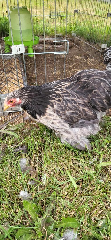 Cochin HEN zwart, Dieren en Toebehoren, Pluimvee, Kip, Vrouwelijk