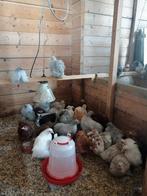 Hennetjes cochin kriel, verschillende kleurslagen, Vrouwelijk, Kip