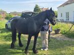 Jument, Dieren en Toebehoren, Paarden, Merrie, Niet van toepassing