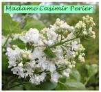 LILAS « MADAME CASIMIR PERIER » : ÉPAISSES GRAPPES DE FLEURS, Jardin & Terrasse, Plantes | Jardin, Printemps, Autres espèces, Enlèvement ou Envoi