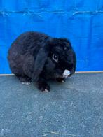 Rex widder ram, Dieren en Toebehoren, Konijnen