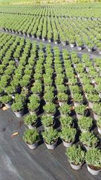 Lavandula Hidcote te koop, Tuin en Terras, Planten | Tuinplanten, Volle zon, Vaste plant, Lente, Ophalen