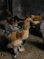 Gratis hanen, Dieren en Toebehoren, Pluimvee