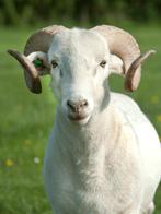 ram 50-60 kg, Dieren en Toebehoren