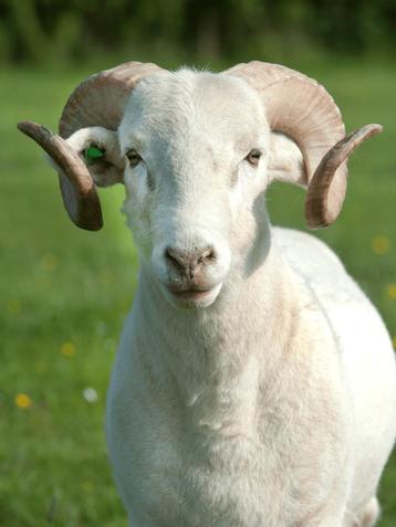 ram 50-60 kg